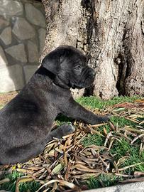 Cane corso