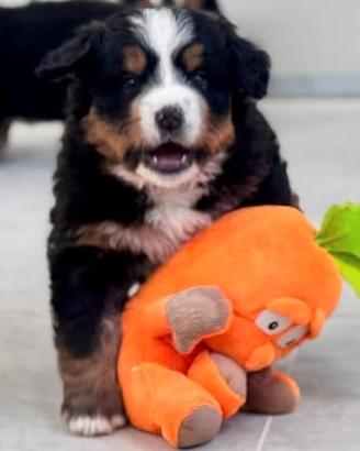 Cuccioli di Bovaro del Bernese