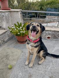 Splendido Simil Pastore di 7 mesi (Catania)