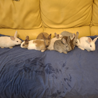 Cucciolo di coniglio