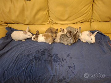 Cucciolo di coniglio