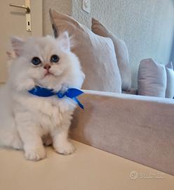 British Longhair  cincilla