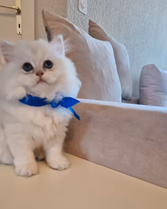 British Longhair  cincilla