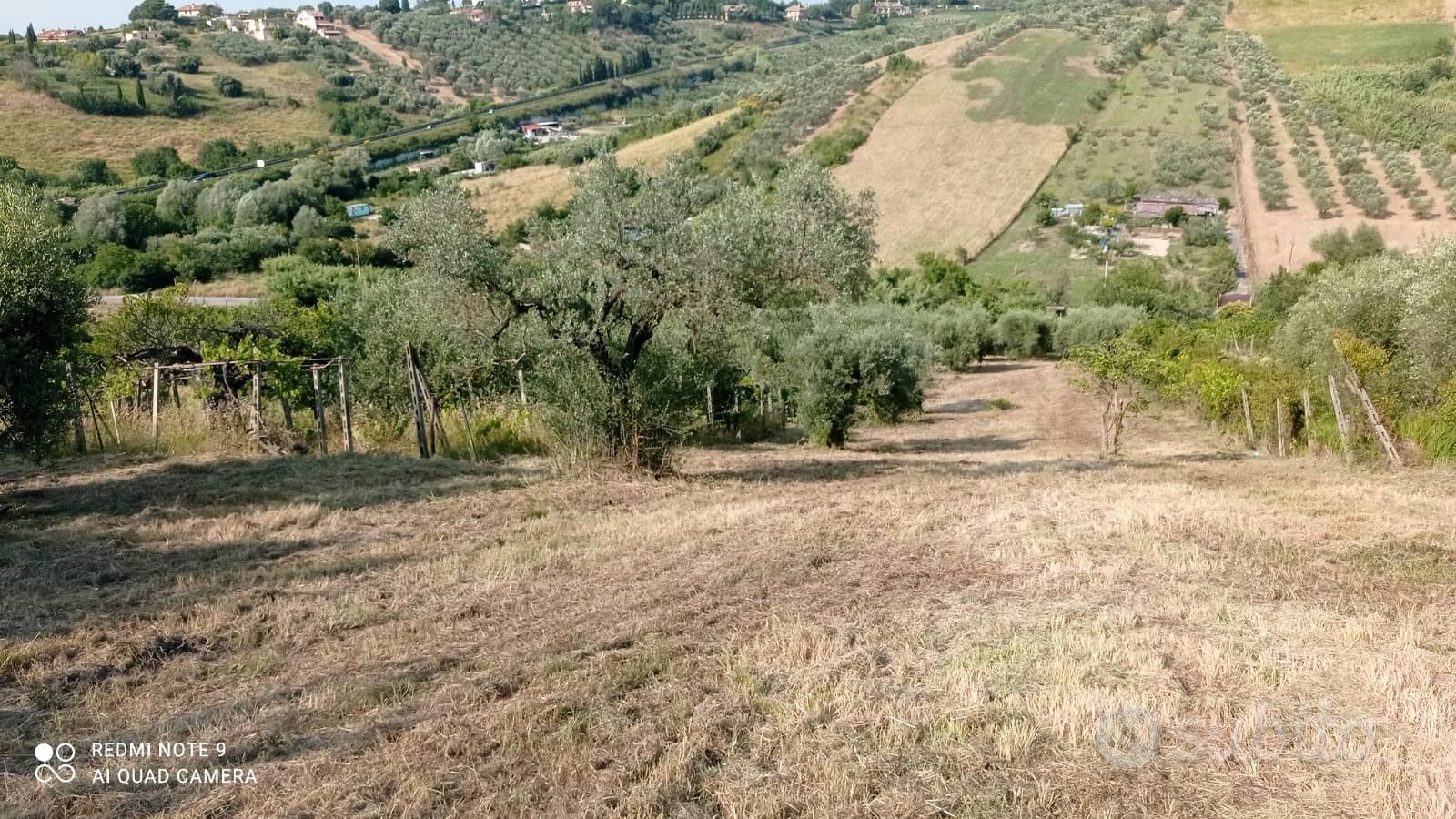 Terreno con cubatura e 60 piante di ulivo - Altro