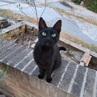 Gatta di nome Linea