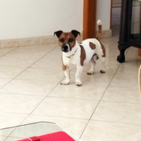 Jack Russell accoppiamento