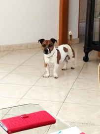 Jack Russell accoppiamento
