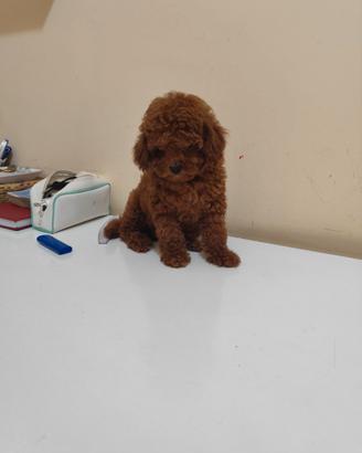 Cucciolo Barboncino Toy Colore Red Foto Reali
