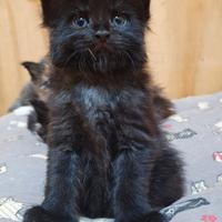 Cuccioli Maine Coon con Pedigree