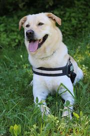 Compagna per fare cuccioli
