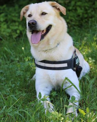 Compagna per fare cuccioli