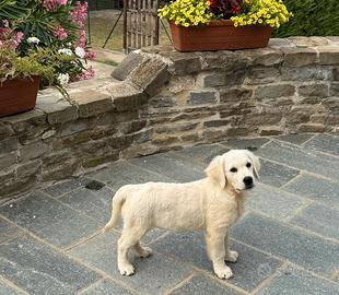 Golden Retriever cuccioli