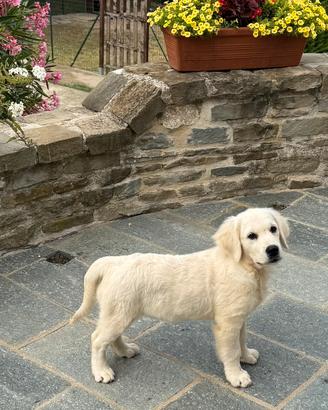 Golden Retriever cuccioli