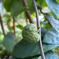 Pianta Annona Cherimoya