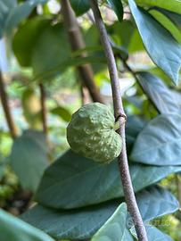 Pianta Annona Cherimoya