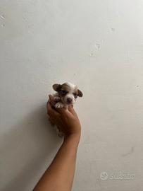 Chihuahua toy maschio