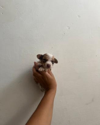 Chihuahua toy maschio