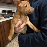 Cucciola di pincher toy