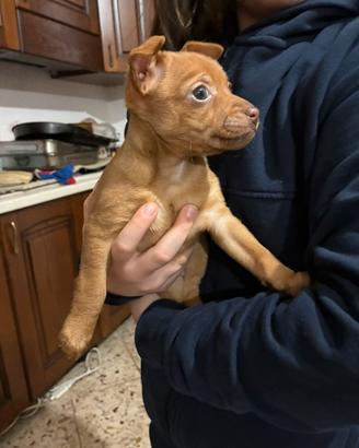 Cucciola di pincher toy