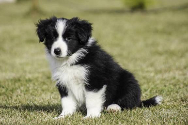 Border collie
