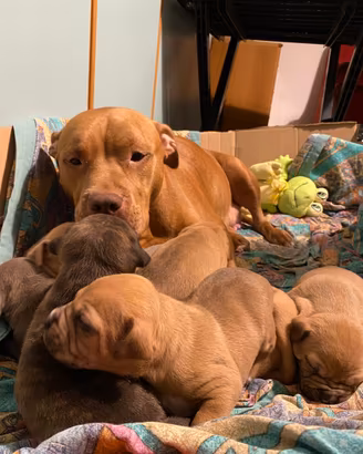 Cuccioli di Pitbull
