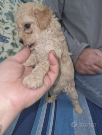 Cucciole di barboncino