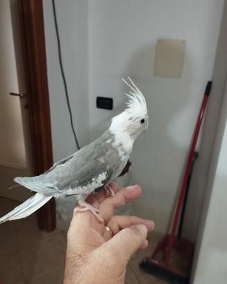 Calopsitta allevate a mano