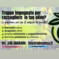Raccolta olive