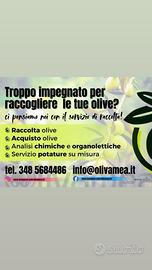 Raccolta olive