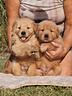 cuccioli-di-golden-retriever-americano-marinalab