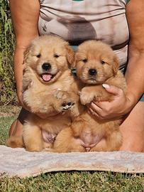 Cuccioli di Golden Retriever Americano MarinaLab