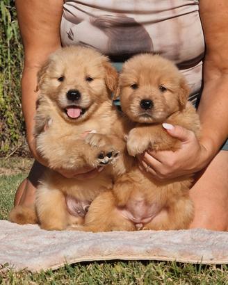 Cuccioli di Golden Retriever Americano MarinaLab