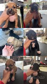 Amstaff red