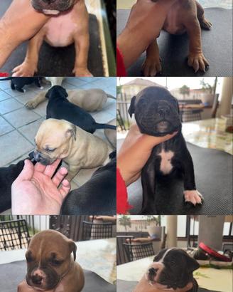 Amstaff red