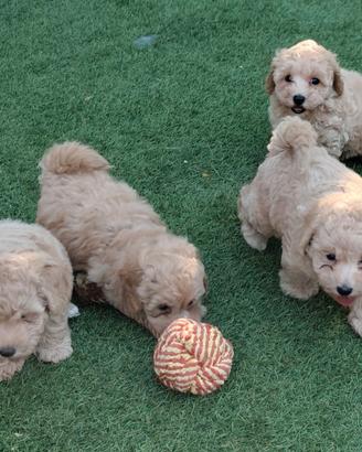 Maltipoo Toy cuccioli