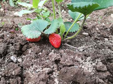 Piante Fragole