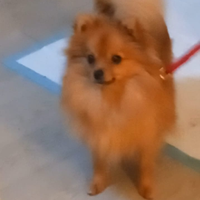Spitz molto piccola