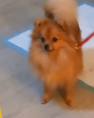 Spitz molto piccola