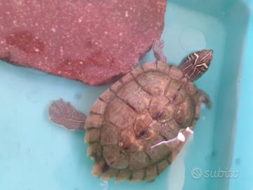 2 Tarta Graptemys pseudogeographica