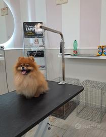Si prenotano cuccioli di spitz pomerania