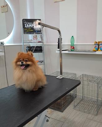 Si prenotano cuccioli di spitz pomerania
