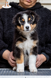 Cucciolo pastore australiano