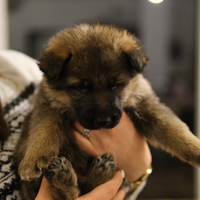 Cuccioli di pastore tedesco con pedigree