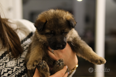 Cuccioli di pastore tedesco con pedigree