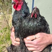 Coppia gallina nera di Atri