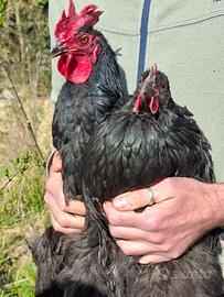 Coppia gallina nera di Atri