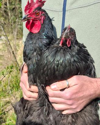 Coppia gallina nera di Atri