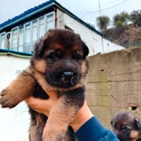 Cuccioli di pastore tedesco