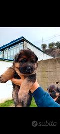 Cuccioli di pastore tedesco