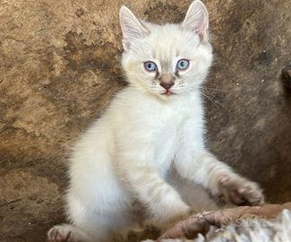 Gattini di razza occhi blu 2 mesi